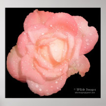Rose In The Rain Posters