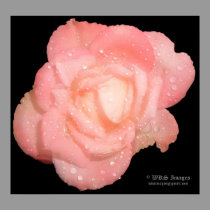 Rose In The Rain posters by wksimages Rose In The Rain posters