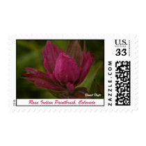 Rose Indian Paintbrush postage