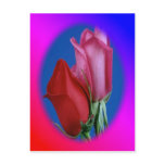 Rose kiss, post card