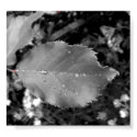 Rose Leaves and Dew Drops posters