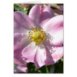 Rose Macro Card cards