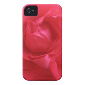 Rose Macro iPhone 4 Cases