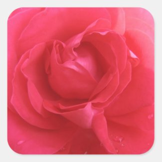 Rose Macro Square Sticker