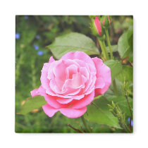 Rose Magnet
