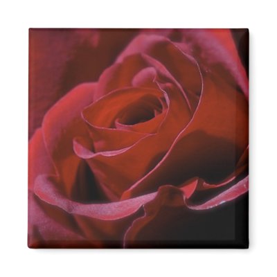 Rose Magnet