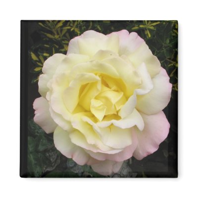Rose Refrigerator Magnet by ggbythebay