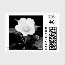 Rose Mallow Postage - B&W postage