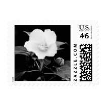 Rose Mallow Postage - B&W