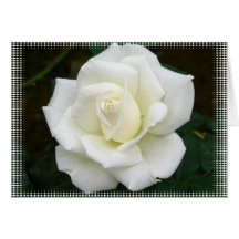 Rose Meanings Greeting Card