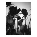 Rose [no border] posters