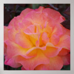 Rose Of Beauty Poster