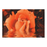 Rose of Halloween