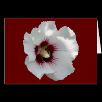 Rose of Sharon & Bee cards