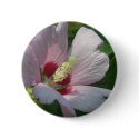 Rose of Sharon Button by greatphotos Rose of Sharon Button