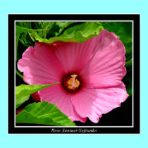Rose of Sharon / Hibiscus Print by Artists4God Rose of Sharon / Hibiscus Print