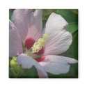 Rose of Sharon Magnet by greatphotos Rose of Sharon Magnet