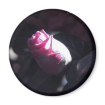 "Rose of Sharon" magnets by ScripturePrints "Rose of Sharon" magnets