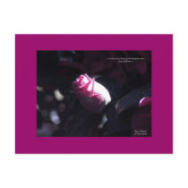"Rose of Sharon" postcards by ScripturePrints "Rose of Sharon" postcards