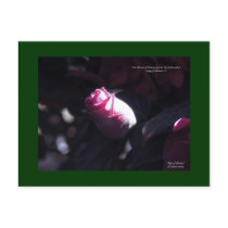 "Rose of Sharon" postcards by ScripturePrints "Rose of Sharon" postcards