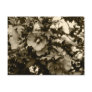 Rose of Sharon Postcard
