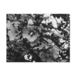 Rose of Sharon Postcard