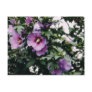 Rose of Sharon Postcard