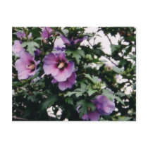 Rose of Sharon Postcard