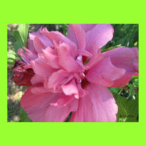 Rose of Sharon Poster posters by shawke123 Rose of Sharon Poster posters