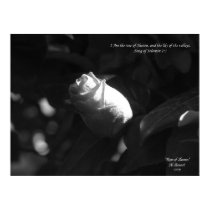 Rose of Sharon posters by iluvtshirts Rose of Sharon posters