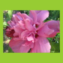 Rose of Sharon Poster posters