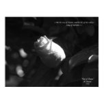 Rose of Sharon posters