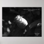 Rose of Sharon Posters