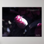 Rose of Sharon Red Print