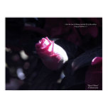 Rose of Sharon Red posters