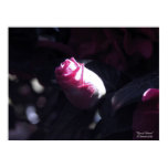Rose of Sharon Red posters