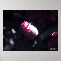 Rose of Sharon Red Posters