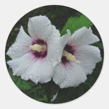 Rose of Sharon ~ sticker