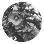 Rose of Sharon Stickers