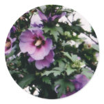 Rose of Sharon Stickers