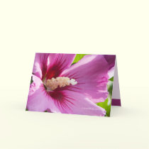 Rose of Sharron cards