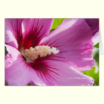 Rose of Sharron cards