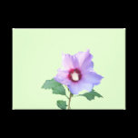 Rose of Sharron canvas prints