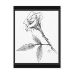 Rose of sorrows postcards