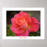 Rose of Tralee poster