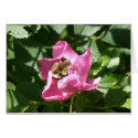 Rose of Virginia with Bumble Bee Card by MyBackyard Rose of Virginia with Bumble Bee Card