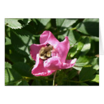 Rose of Virginia with Bumble Bee Card