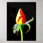 Rose on Black Poster posters