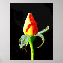 Rose on Black Poster