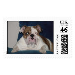 Rose on her chair postage